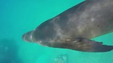 Galapagos Zeeleeuw