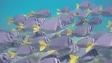 Galapagos visjes