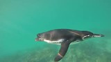 Galapagos pinguïns