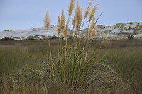 Brede duinenrij