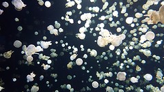 Jellyfish ;)