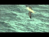 koningsalbatrossen bij Dunedin