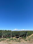 IMG-20250129-WA0010