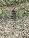 IMG_20250204_173438