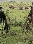 IMG_20250205_165612