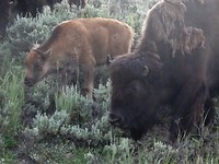 Yellowstone