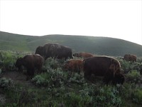 Yellowstone