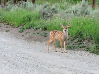 Yellowstone