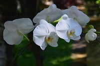 DSC_0458