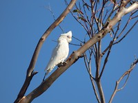 Kakatoe in Meningie