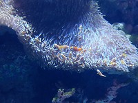 Nemo!!!