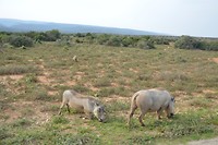 DSC_0277 (2)