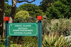 Kirstenbosch