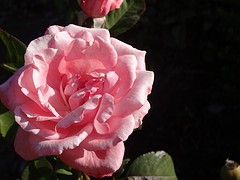 Bloeien