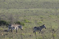 Zebra's