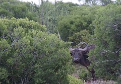 Kaapse buffel