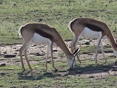 Springbok