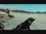 Seal pups
