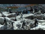 Pinguïns