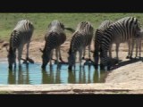 Zebra's