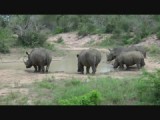 Neushoorns 1
