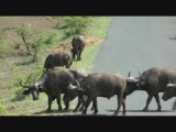 Buffels