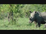 Neushoorns 4