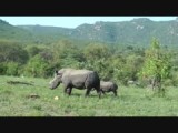 Neushoorns 5