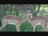 Impala's