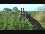 Giraffe 1