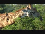Giraffe 2