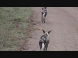 Wilde honden
