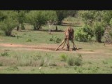 Drinkende Giraffe