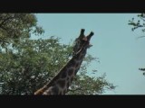 Etende giraffe