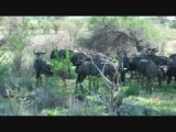 Gnu's 1