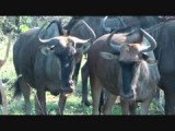 Gnu's 2