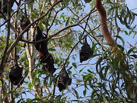 Flying foxes