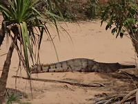 Salt water crocodile