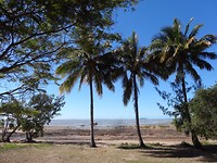 Palmen