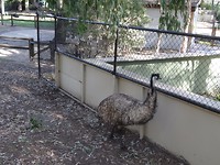 Emu