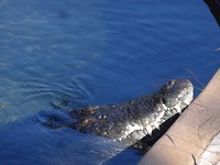 Zoutwater krokodil