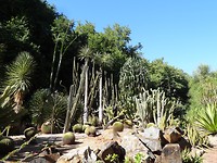 Cactussen