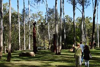Gumtrees