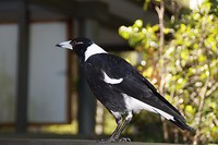 Magpie