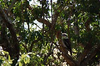 Kookaburra