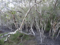Mangrove bossen