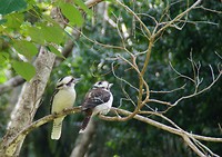 Kookaburra's