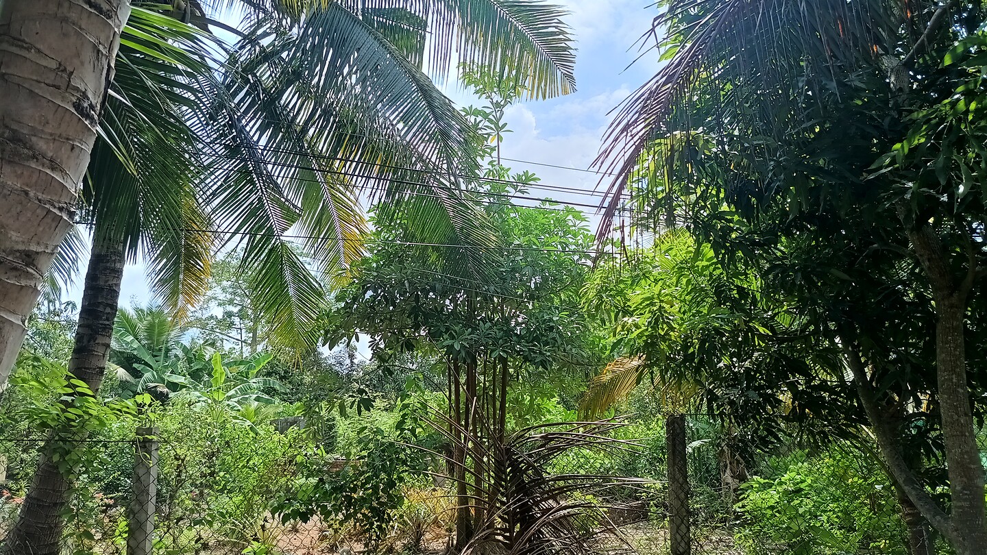 IMG_20250401_101052450_HDR