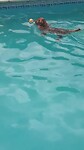 Pool in 2026