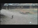 Angkor wat